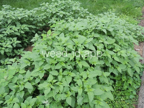 nightshade, eastern black